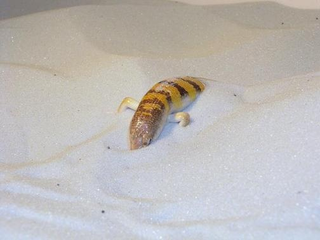 Illustration for article titled The Mysterious Lizards Who Swim In Sand